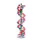 DNA-Modell mit 22 Basenpaaren 
