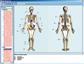 Skelett, Muskulatur und Bewegungs- apparat des Menschen, CD-ROM