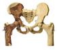 Beckenrekonstruktion von Australopithecus africanus